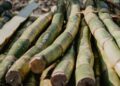 The future of Mzansi's sugar industry hangs in the balance