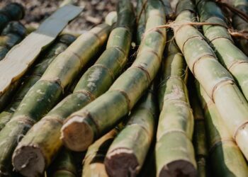The future of Mzansi's sugar industry hangs in the balance