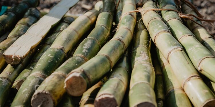 The future of Mzansi's sugar industry hangs in the balance