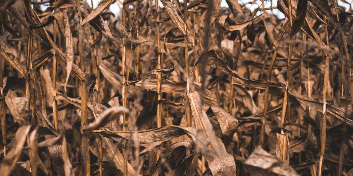 Take action against crop sunburn as El Niño turns up the heat