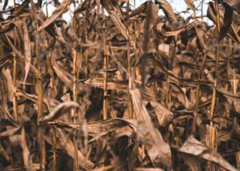 Take action against crop sunburn as El Niño turns up the heat