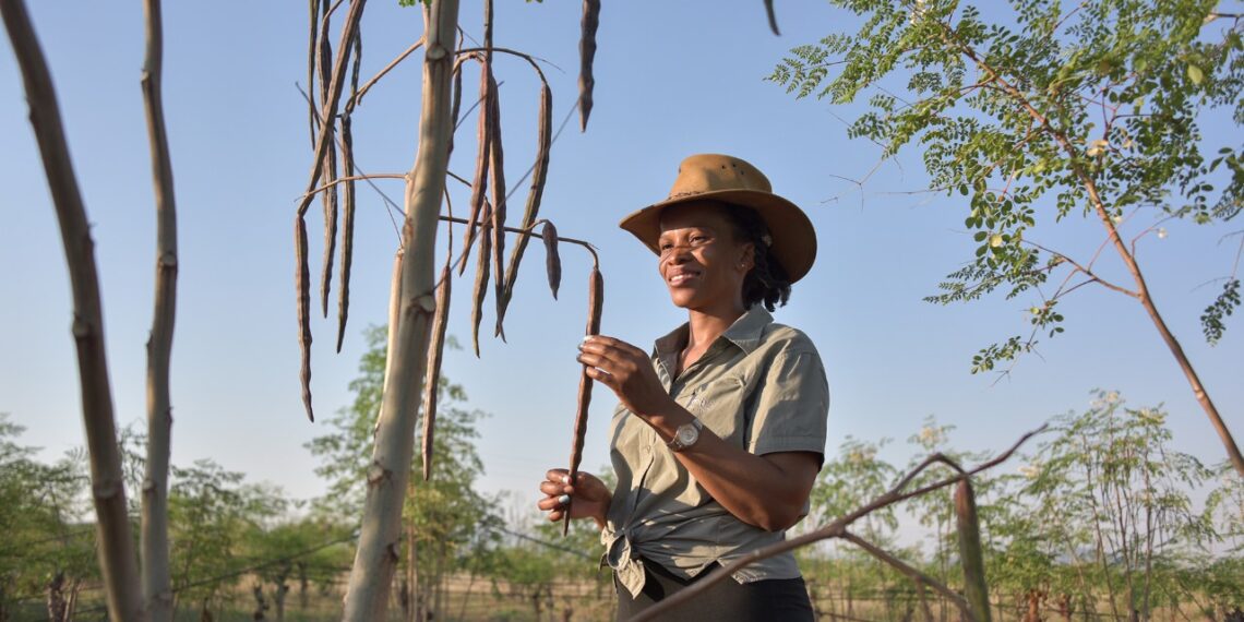 Agripreneur: Moringa business changes lives of vulnerable villagers