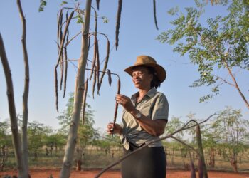 Agripreneur: Moringa business changes lives of vulnerable villagers