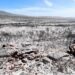 Climate Change: Cape Town wildfires warn of future challenges