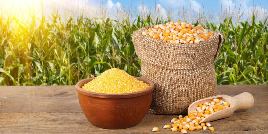 South Africa’s anticipated maize harvest is set to soar to 15.2 million tonnes in 2023-2024. Photo: Supplied/Food For Mzansi