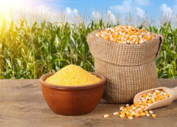 South Africa’s anticipated maize harvest is set to soar to 15.2 million tonnes in 2023-2024. Photo: Supplied/Food For Mzansi