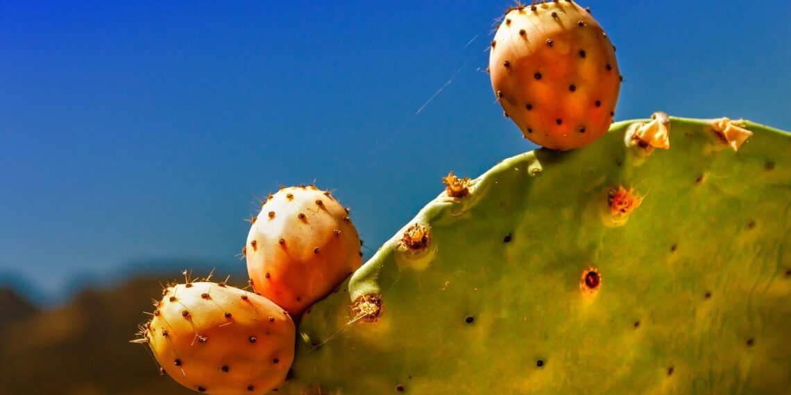 Prickly pear cactus: The prickles are worth it, promise!