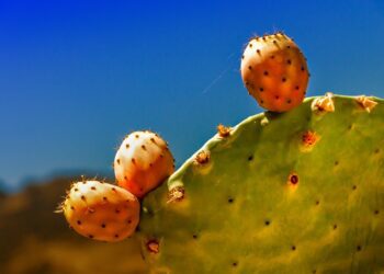 Prickly pear cactus: The prickles are worth it, promise!