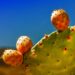 Prickly pear cactus: The prickles are worth it, promise!