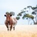 Vaccinations and pregnant cattle: Safeguard two lives at once