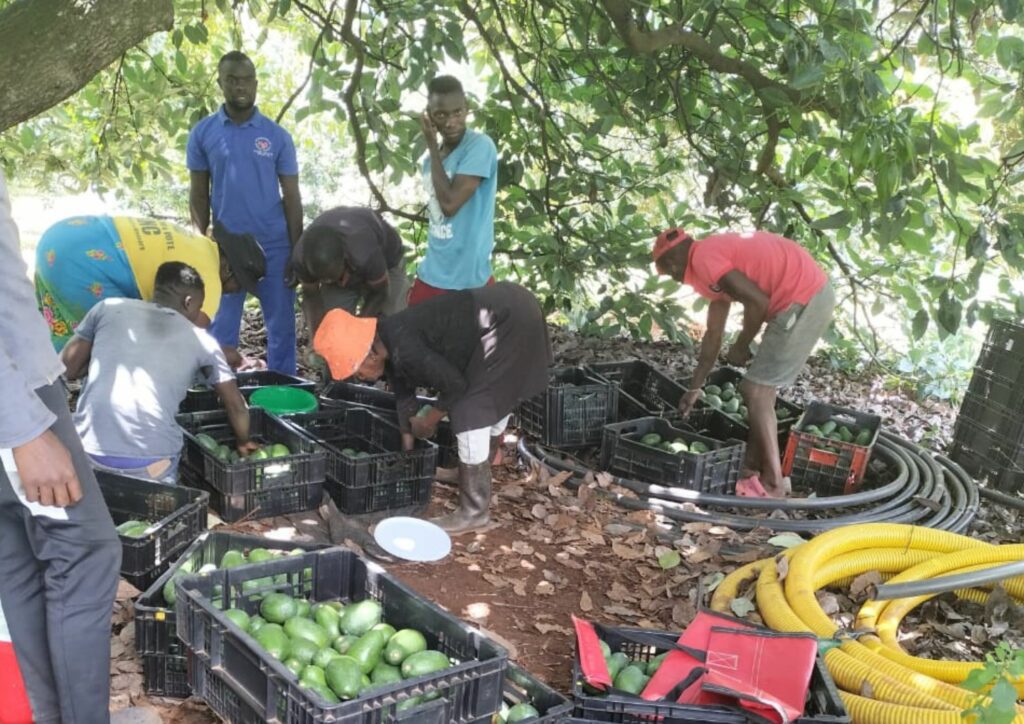 Khathutshelo chases a fruitful future in agroprocessing