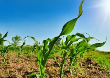 Dryland farming: How planter precision improves profitability