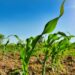 Dryland farming: How planter precision improves profitability