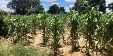Maize fields in Zimbabwe bear witness to the emotional toll of El Niño, as struggling crops reflect the unseen hardships faced by farmers in their battle against climate crisis. Photo: Supplied/Hamond Motsi