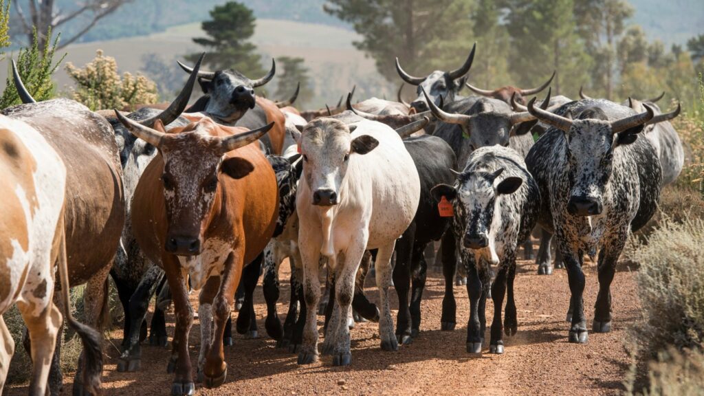 Vergelegen wine estate has a thriving herd of 320 Nguni cattle. Photo: Supplied/Food For Mzansi