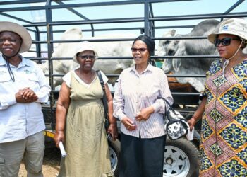 Partnership for Progress: KwaZulu-Natal MECs Super Zuma and Peggy Nkonyeni collaborate to empower Amajuba farmers through improved livestock genetics and market access. Photo: Supplied/Food For Mzansi
