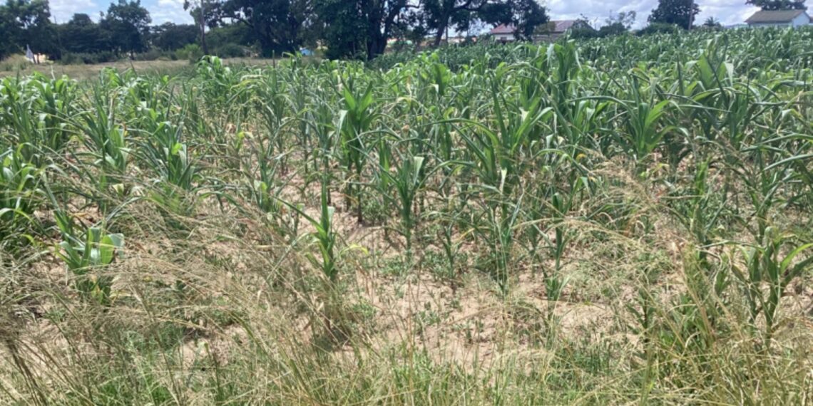 Despite the challenges posed by El Niño, Zimbabwean farmers persevere in the face of emotional distress exhibited by maize fields, highlighting the unwavering spirit of those cultivating the land amidst a changing climate. Photo: Supplied/Hamond Motsi