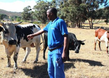 Stockman Sivuyile Mthiya points out the attractive markings on the hide of Bullet, the latest addition to the Nguni stud herd. Photo: Supplied/Food For Mzansi