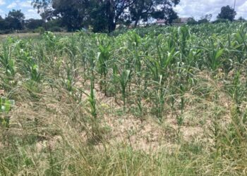 Despite the challenges posed by El Niño, Zimbabwean farmers persevere in the face of emotional distress exhibited by maize fields, highlighting the unwavering spirit of those cultivating the land amidst a changing climate. Photo: Supplied/Hamond Motsi