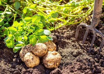 ICYMI: Potatoes SA Transformation Symposium strives to inspire change