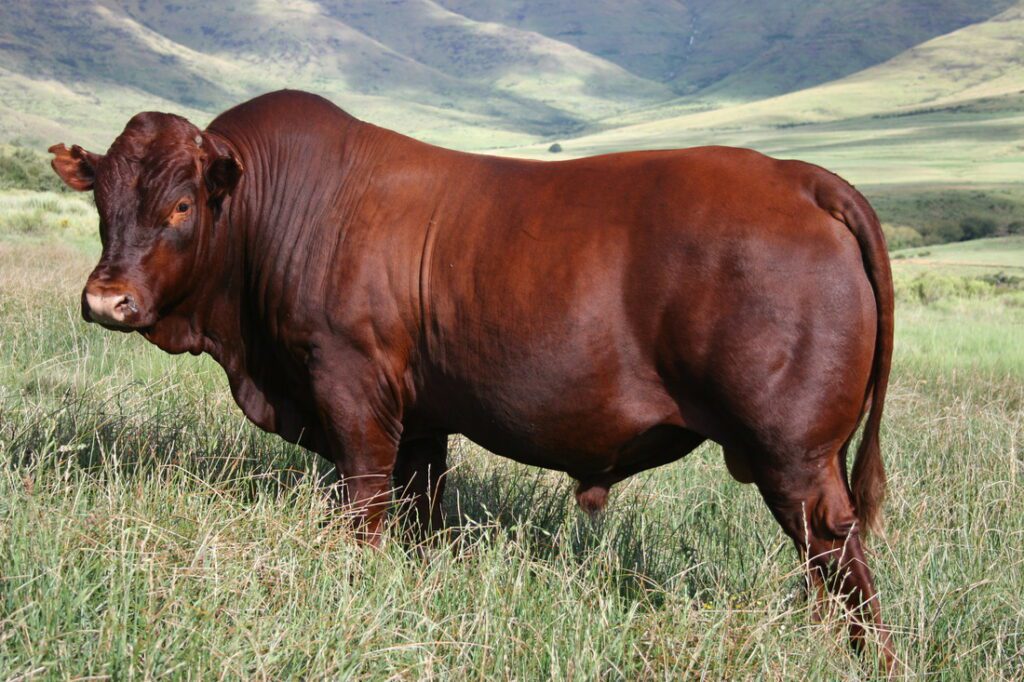 Marvel at the Bonsmara cattle exhibition, a proud highlight at the 2024 Mzansi Young Farmers Indaba. Photo: Supplied/Food For Mzansi