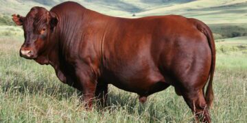 Marvel at the Bonsmara cattle exhibition, a proud highlight at the 2024 Mzansi Young Farmers Indaba. Photo: Supplied/Food For Mzansi