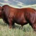 Marvel at the Bonsmara cattle exhibition, a proud highlight at the 2024 Mzansi Young Farmers Indaba. Photo: Supplied/Food For Mzansi