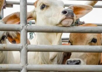 South African live exports are regulated by the guidelines for the exportation of live animals by sea as set out by the department of agriculture, land reform and rural development. Photo: Supplied/Food For Mzansi