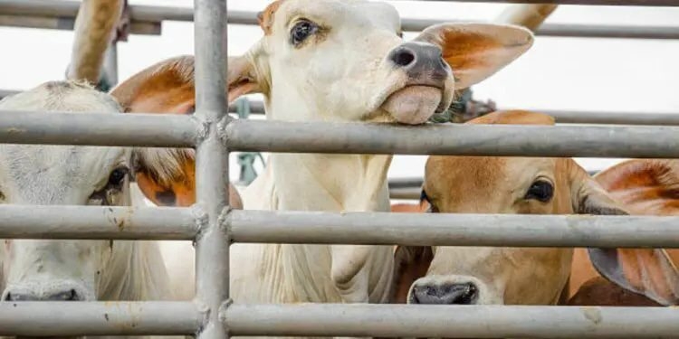 South African live exports are regulated by the guidelines for the exportation of live animals by sea as set out by the department of agriculture, land reform and rural development. Photo: Supplied/Food For Mzansi