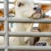 South African live exports are regulated by the guidelines for the exportation of live animals by sea as set out by the department of agriculture, land reform and rural development. Photo: Supplied/Food For Mzansi