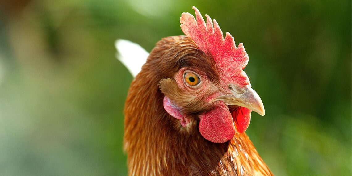 Farming with broilers or layer chickens is a gateway into the agriculture business for many new farmers. Photo: Supplied/Food for Mzansi