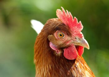 Farming with broilers or layer chickens is a gateway into the agriculture business for many new farmers. Photo: Supplied/Food for Mzansi