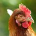 Farming with broilers or layer chickens is a gateway into the agriculture business for many new farmers. Photo: Supplied/Food for Mzansi