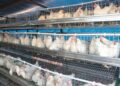 Competition Commission launches probe into SA’s poultry market