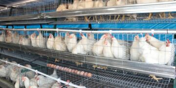 Competition Commission launches probe into SA’s poultry market