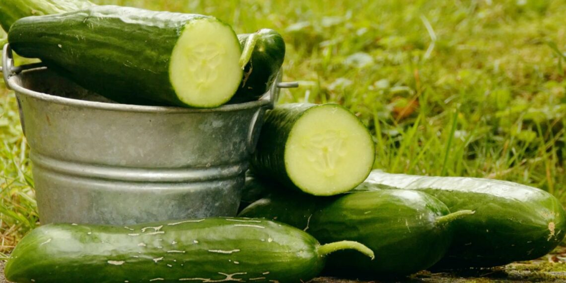 Cucumber incorporates well with snacks, sandwiches, and salads while still providing a number of health benefits. Photo: Bob's market & greenhouse inc.