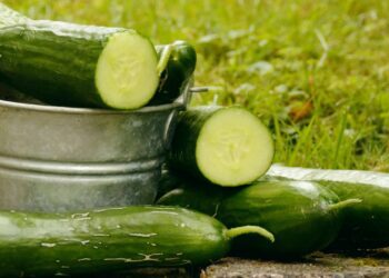 Cucumbers: Explore nature’s skin saviours and weight-loss warriors