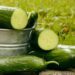 Cucumbers: Explore nature’s skin saviours and weight-loss warriors
