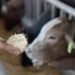 ICYMI: Innovative approach to food waste feeds 3000 cattle a day