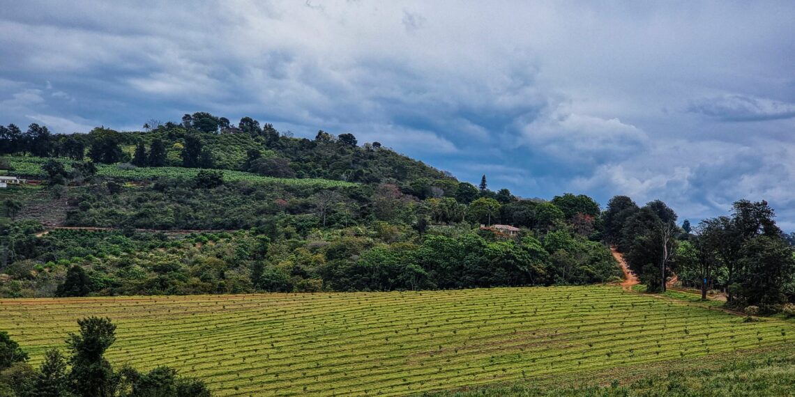 Land reform in South Africa remains a hot potato and an issue that the government and stakeholders need to partner and bring lasting solutions. Photo: Supplied/Food For Mzansi.