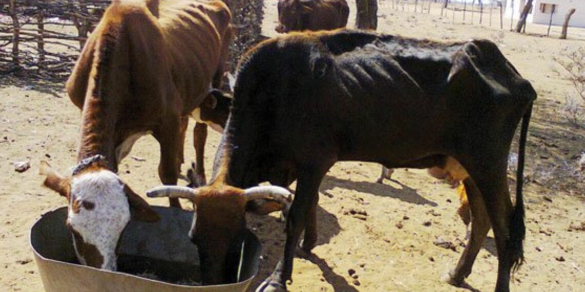 The Zimbabwe Veterinary Services have confirmed outbreaks of theileriosis transmitted to cattle by brown ear ticks. Photo: Supplied/TanakaChaza