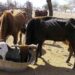 Cattle disease in Zim sounds alarm for SA livestock farmers
