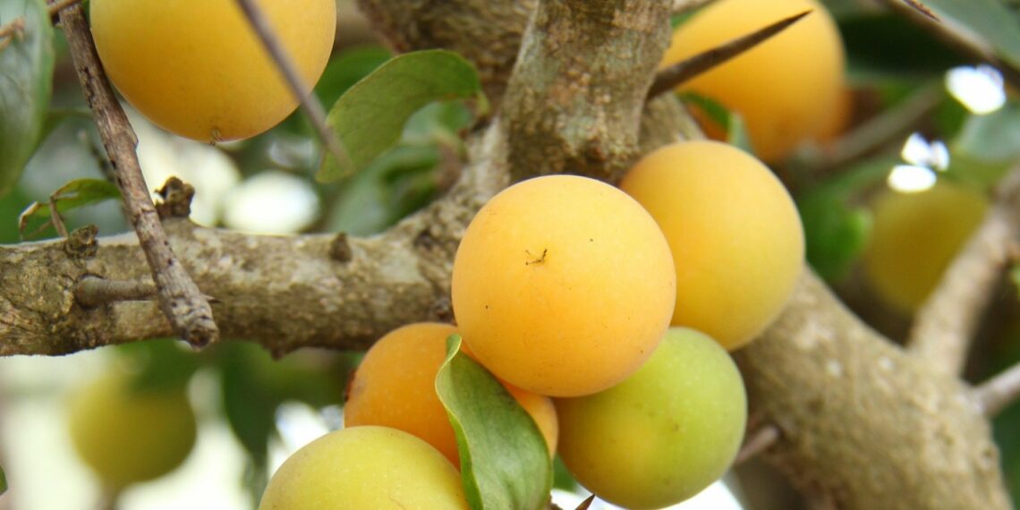 Kei apples are a healthy and versatile all-rounder that lends itself to many applications. Photo: Supplied/ Food For Mzansi