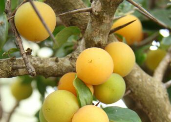 Kei apples: Nutritional powerhouse with innovative uses for farmers