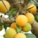 Kei apples: Nutritional powerhouse with innovative uses for farmers