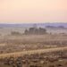 Beef sector roars to life as Saudi Arabia resumes imports