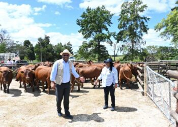 ICYMI: EC govt launches scheme to improve quality of livestock