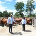 ICYMI: EC govt launches scheme to improve quality of livestock