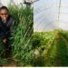 AgriCareers: Plant breeder teaches eager agri minds