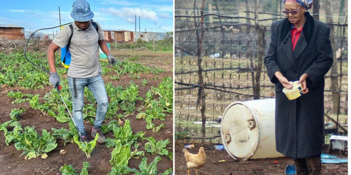 The Pesi voucher programme is no longer open, said the department of agriculture, land reform and rural development. Photo: Supplied/ECDARD